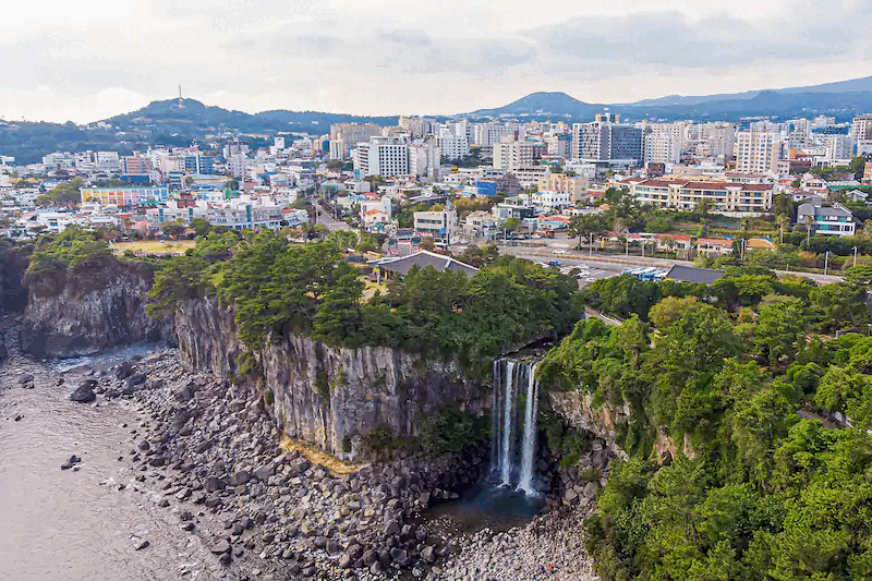 weed in seogwipo south korea