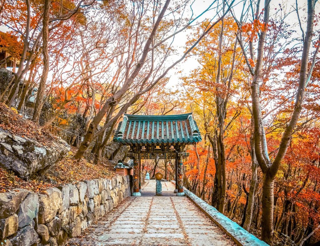 weed in sinhyeon south korea