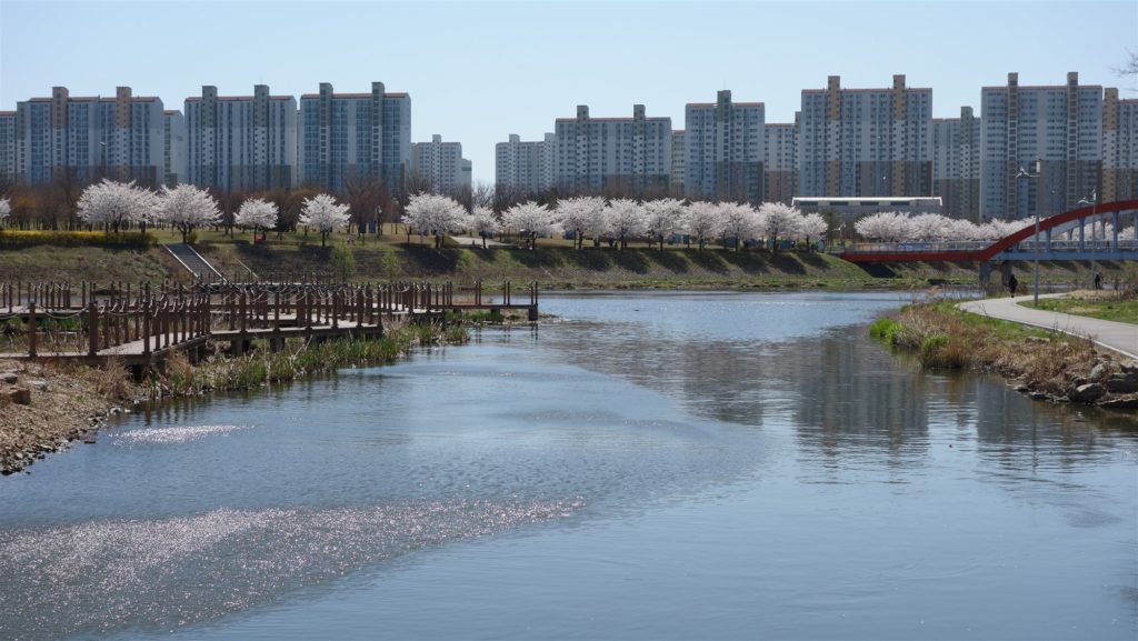 weed in ansan-si south korea